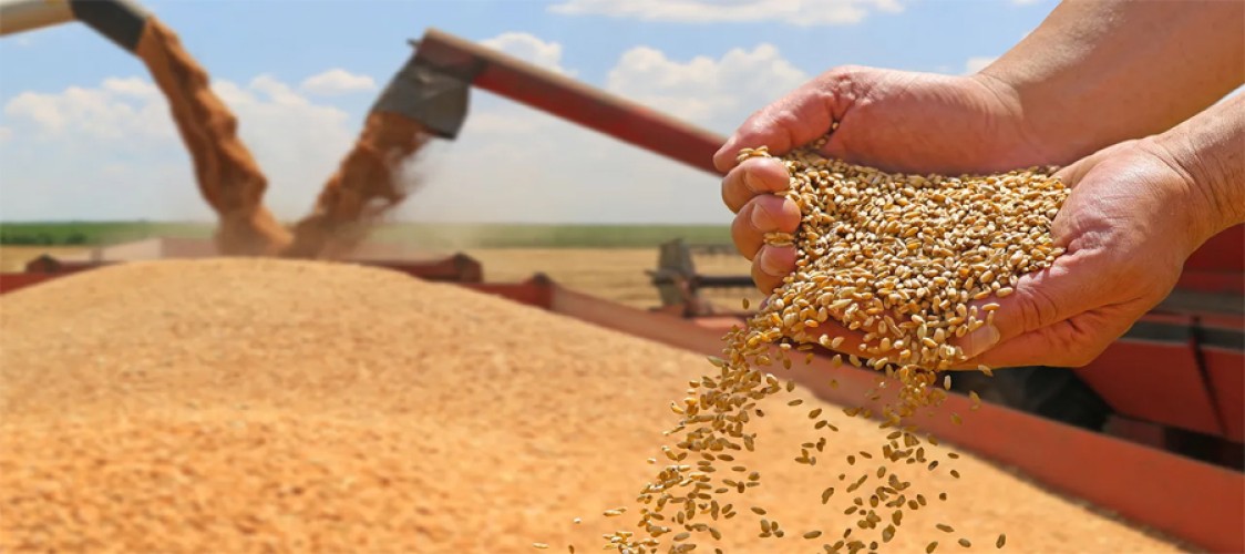 Global wheat market faces intense competition despite ample supply